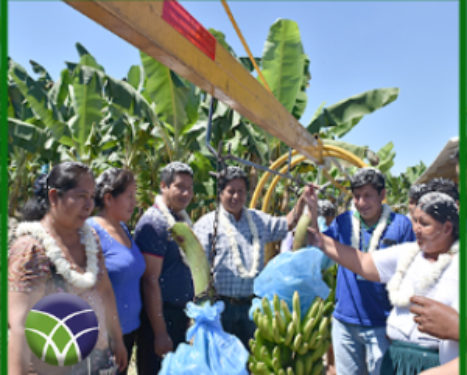 <span id='sec'>En Trópico de Cochabamba:</span><br><span id='prim'>GOBIERNO APOYA LA PRODUCCIÓN DE BANANO EN EL TRÓPICO</span>