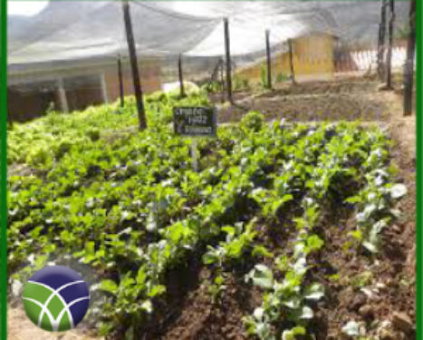 <span id='sec'>En Alalay - Cochabamba:</span><br><span id='prim'>CONSTRUCCIÓN DE HUERTOS ESCOLARES POSIBILITAN BUENA ALIMENTACIÓN EN POBLACIÓN RURAL</span>