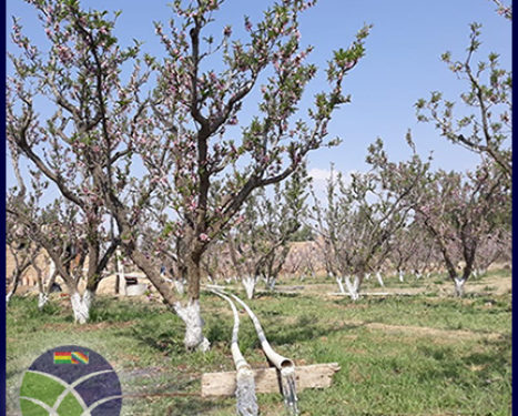 <span id='sec'>En Cochabamba - Arbieto:</span><br><span id='prim'>Implementación de sistema de riego impulsa la producción agropecuaria en Arbieto</span>