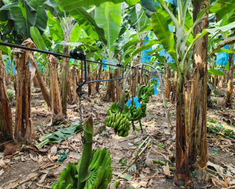 MDRYT ENTREGA UN PUENTE VEHICULAR Y UN SISTEMA DE CABLE VÍA, PARA FORTALECER LA PRODUCCIÓN AGRÍCOLA EN CHIMORÉ