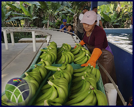 <span id='sec'>Chimoré - Cochabamba:</span><br><span id='prim'>Acciones gubernamentales promueven la exportación de banano</span>