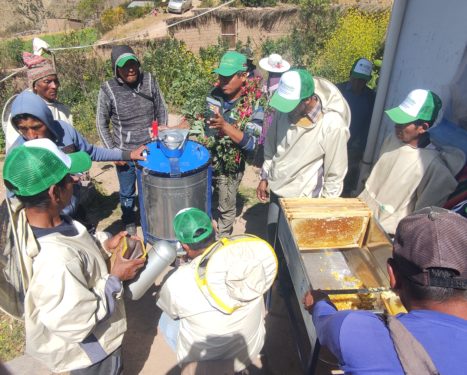 INVERSIÓN EN APICULTURA, RINDE FRUTOS EN EL NORTE DE POTOSÍ