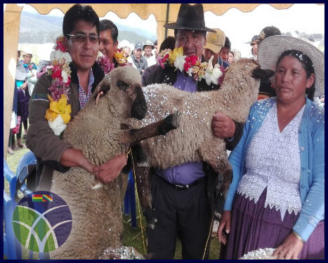 <span id='sec'>Vacas - Cochabamba:</span><br><span id='prim'>Familias del municipio de Vacas se beneficia con ganado ovino</span>