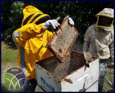 <span id='sec'>Puerto Villarroel - Cochabamba:</span><br><span id='prim'>El FONADIN impulsa la producción de miel en el Trópico de Cochabamba</span>