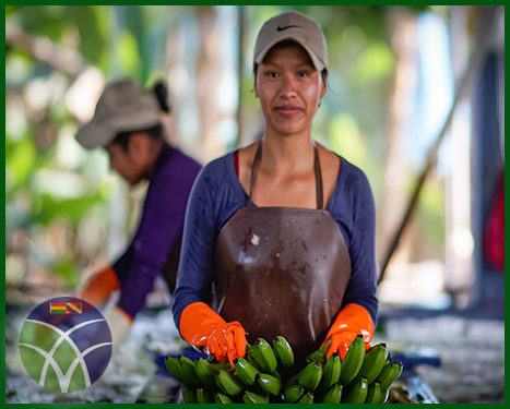 <span id='sec'>#GestiónDeGobierno:</span><br><span id='prim'>#Cochabamba:  Crean Programa del Banano para subir rendimiento en 60%</span>