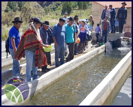 <span id='sec'>Vacas - Cochabamba:</span><br><span id='prim'>En Cochabamba, Gobierno entrega criadero de truchas en el municipio de Vacas</span>